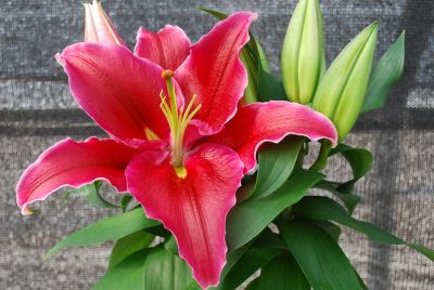  Oriental Lily Love Story 