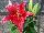 Flamingo Holland, Inc. USA: Oriental Lily  'Love Story' 