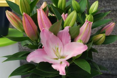 Oriental Lily  'Belonica'