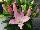 Flamingo Holland, Inc. USA: Oriental Lily  'Belonica' 