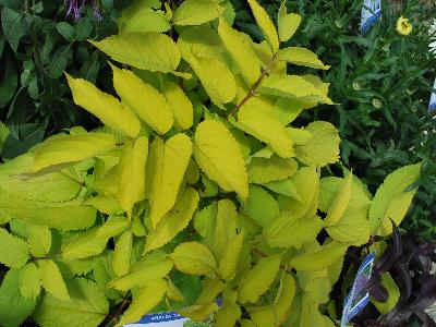 Skagit Gardens: Aralia Sun King 