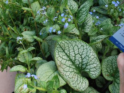 Skagit Gardens: Brunnera Sea Heart 