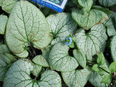  Brunnera Silver Heart 