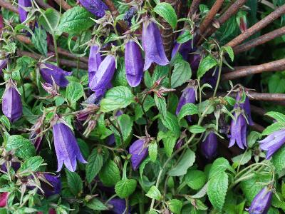 Skagit Gardens: Campanula Ringsabell Indigo Blue 