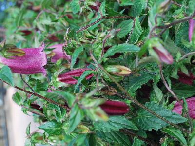  Campanula Ringsabell Mulberry Rose 