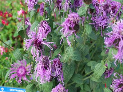 Skagit Gardens: Centaurea Carmina 