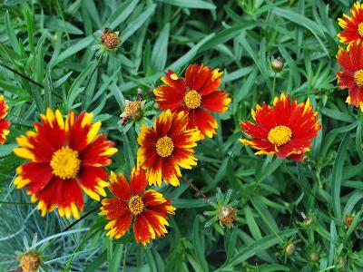 Skagit Gardens: Coreopsis Daybreak Li'l Bang