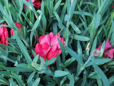 Early Bird Dianthus Chili 