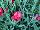 Skagit Gardens: Dianthus  'Chili' 