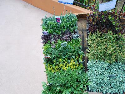 At Skagit Gardens Spring Trials, 2013: Mulit-plant liners on display @ Skagit Gardens Spring Trials 2013.