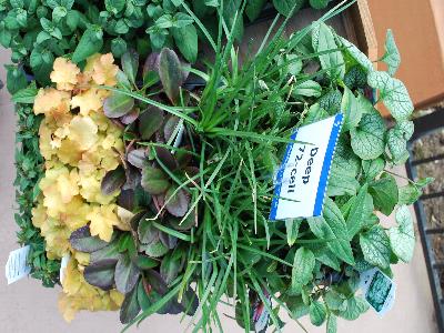 At Skagit Gardens Spring Trials, 2013: Deep 72-cell plant liners with coir on display @ Skagit Gardens Spring Trials 2013.