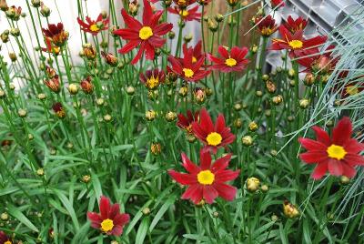 Li'l Bang™ Coreopsis Red Elf 