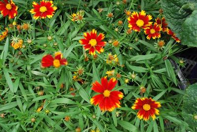 Li'l Bang™ Coreopsis Daybreak 