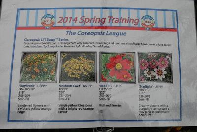 As seen @ Skagit Gardens Spring Trials 2014: ::From Skagit Gardens Spring Trials 2014*In Spring Trianing, 2014*The Coreopsis League*Featuring the Li'l Bang&trade; Series*No Vernalization; Very Compact; Mounding; Lots of Flowers; Long Bloom Time*Introduced by Sunny Border Nurseries; hybridized by Darrell Probst*Featuring 'Daybreak', 'Enchanted Eve', 'Red Elf' and 'Starlight'