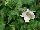 Skagit Gardens: Anemone  'Wild Swan™' 