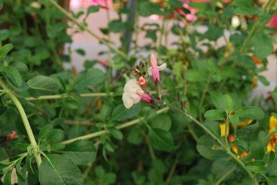 Salvia Suncrest 'Autumn Moon'