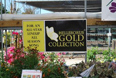As seen @ Skagit Gardens Spring Trials 2014: From Skagit Gardens Spring Trials 2014*Helleborus Gold Collection&reg;.  An All-Star Lineup All Season Long.
