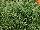 Skagit Gardens: Carex  'Everest' 