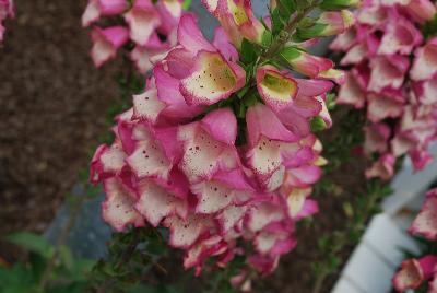 Digitalis Digiplexis® 'Berry Canary'