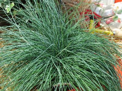 Skagit Gardens: Festuca Beyond Blue 