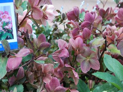 Skagit Gardens: Helleborus Pink Frost Gold Collection