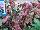Skagit Gardens: Helleborus  'Pink Frost' 