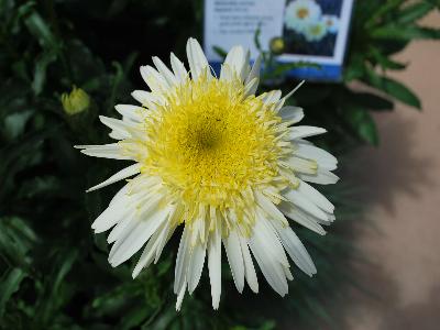 Skagit Gardens: Leucanthemum Real Dream 