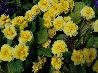 Belarina Primula Buttercup 