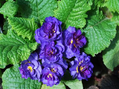 Skagit Gardens: Primula Cobalt Blue Belarina