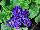 Skagit Gardens: Primula  'Cobalt Blue' 