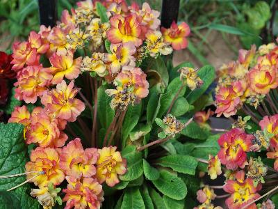 Belarina Primula Nectarine 