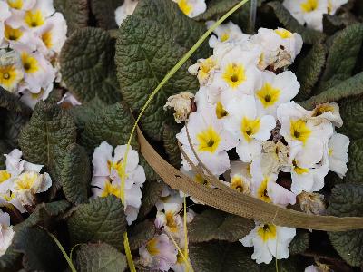 Skagit Gardens: Primula Drumcliff Kennedy Irish