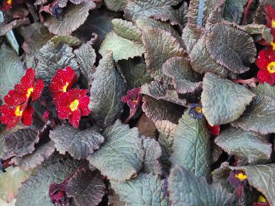 Skagit Gardens: Primula Innisfree Kennedy Irish