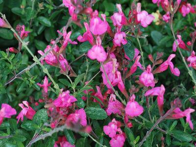 Skagit Gardens: Salvia Bright Eyes Suncrest