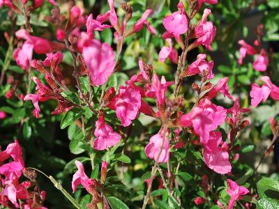 Skagit Gardens: Salvia Flamenco Rose Suncrest