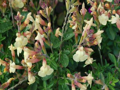 Skagit Gardens: Salvia Golden Girl Suncrest