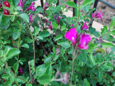 Skagit Gardens: Salvia Orchid Glow Suncrest