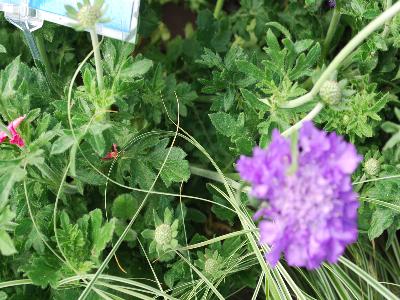 Skagit Gardens: Scabiosa Violet Mariposa