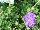 Skagit Gardens: Scabiosa  'Violet' 