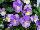 Skagit Gardens: Viola  'Starry Night' 