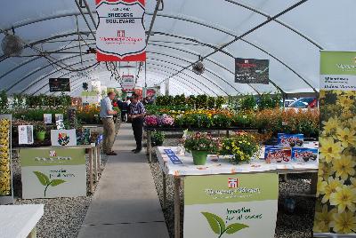 Seen @ Spring Trials 2016.: Welcome to Thompson & Morgan Spring Trials, 2016 @ Speedling:  Featuring Cupcakes Bidens 'Banana Cream among others.  Innovation for All Seasons.