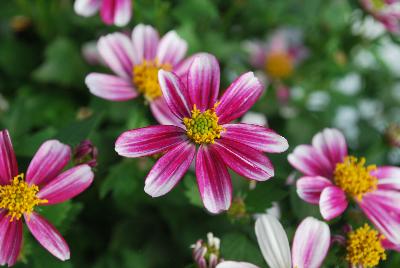 Bidens Cupcakes 'Strawberry'