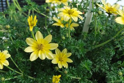 Bidens Cupcakes 'Banana Cream'