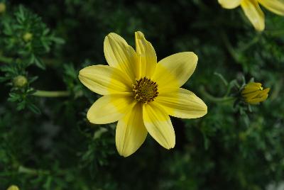 Bidens Cupcakes 'Banana Cream'