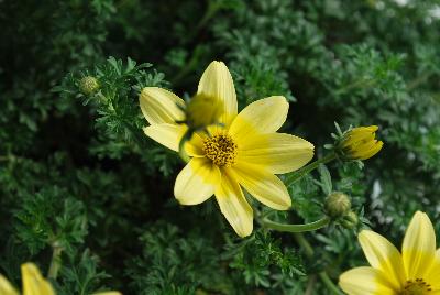 Bidens Cupcakes 'Banana Cream'