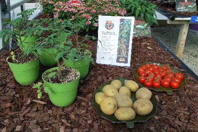 Tomtato®  Potato-Tomato  Ketchup n' Fries™: From Thompson & Morgan Spring Trials, 2016 @ Speedling:  Harvest Tomatoes and Potatoes from One Plant!  Incredible innovation in vegetative growing.  A tomato plant grafted onto a potato plant.  All natural, non-GMO.  Tomatoes for snacking, salads, sauces and ketchup.  Potatoes can be baked, boiled, mashed, roasted and cut for chips and fires.  Grow in a patio container or vegetable garden.  In partnership with Plug Connection.