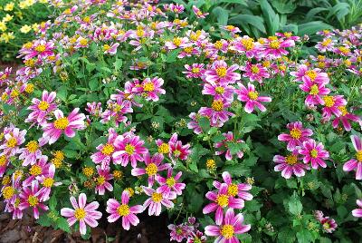 Bidens Cupcakes 'Strawberry'