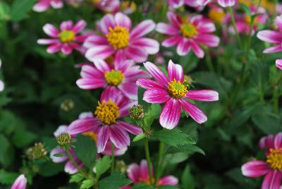 Bidens Cupcakes 'Strawberry'