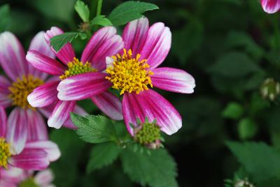 Bidens Cupcakes 'Strawberry'