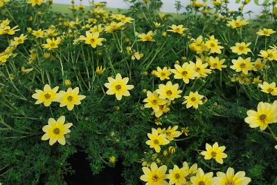 Bidens Cupcakes 'Banana Cream'